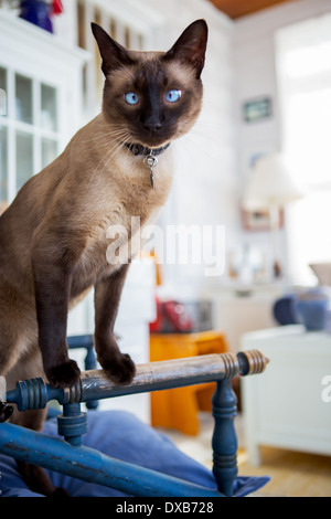 Siamesische Hauskatze thront auf Stuhl in hellen inländischen inneren Blick in die Kamera. Stockfoto