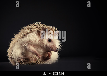 Igel in einer Kugel gerollt. Stockfoto