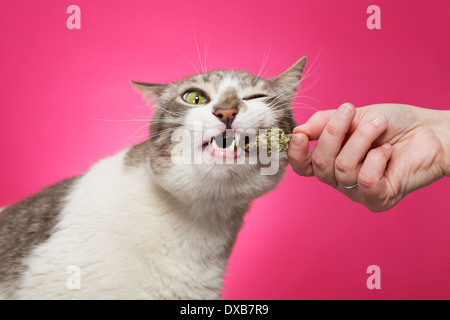 Katze-ziehende frische Katzenminze aus die Hand ihres Besitzers. Stockfoto