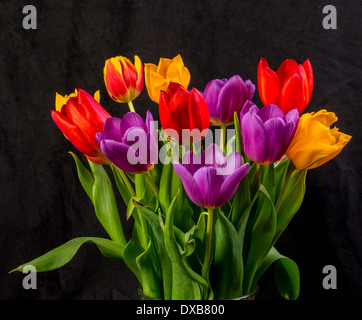 Eine Reihe von roten Tulpen lila und gelb auf schwarzem Hintergrund Stockfoto