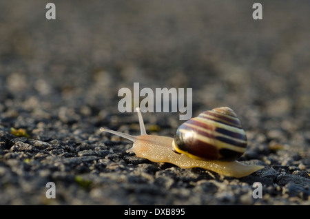 Eine kleine Schnecke, beleuchtet von einer späten Nachmittagssonne, überqueren einer Straße in der Nähe von Beckermet, Cumbria, England Stockfoto