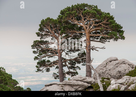 Föhren (Pinus Sylvatica) in den Bergen Caro in els Ports de Beseit, Spanien, von Wind und Wetter geformt Stockfoto