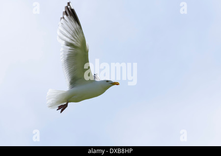 Silbermöwe im Flug an einem sonnigen Tag in Cumbria, England Stockfoto