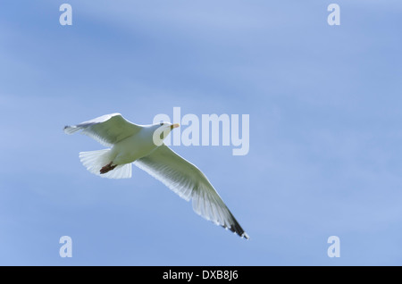 Silbermöwe im Flug an einem sonnigen Tag in Cumbria, England Stockfoto