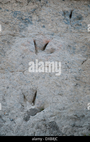 Die Fußabdrücke von fleischfressenden Dinosauriern (oder Ihniten) in einem flachen Felsen, früher der Grund einer Lagune im Landesinneren, am Fossilienstandort Valdecevillo, Spanien. Stockfoto