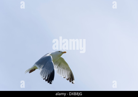 Silbermöwe im Flug an einem sonnigen Tag in Cumbria, England Stockfoto