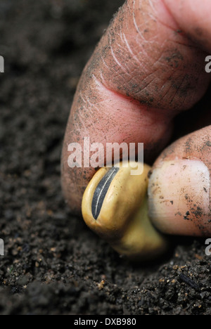 Ackerbohne Stockfoto