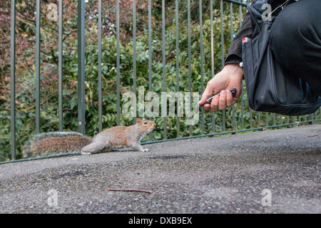 Handanlage ein Grauhörnchen Stockfoto