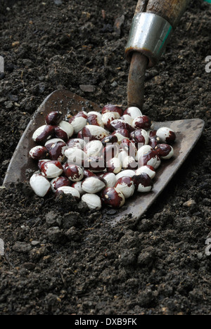 Bohnen Stockfoto