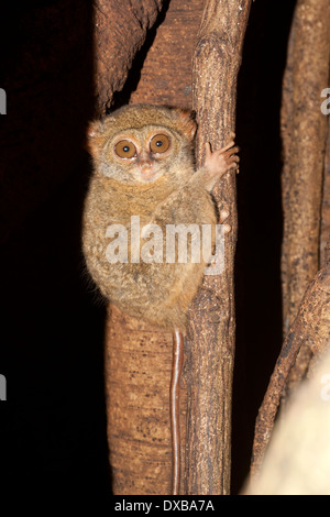 Spektrale Tarsier, Tarsius Tarsier, Tangkoko National Park, Sulawesi Indonesien Stockfoto