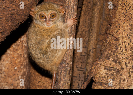 Spektrale Tarsier, Tarsius Tarsier, Tangkoko National Park, Sulawesi Indonesien Stockfoto