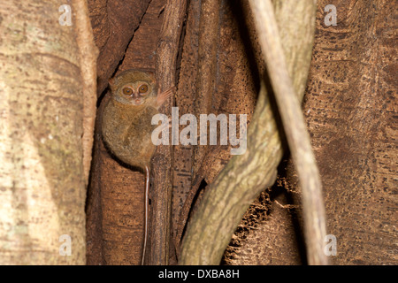 Spektrale Tarsier, Tarsius Tarsier, Tangkoko National Park, Sulawesi Indonesien Stockfoto