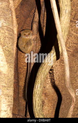 Spektrale Tarsier, Tarsius Tarsier, Tangkoko National Park, Sulawesi Indonesien Stockfoto