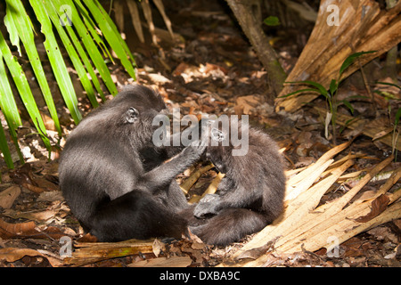 Celebes crested Macaque, Macaca Nigra, Mutter Pflege Baby, Tankoko Nationalpark, Sulawesi, Indonesien Stockfoto