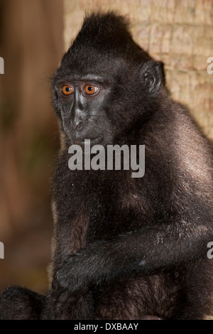 Celebes crested Macaque, Macaca Nigra, Tankoko Nationalpark, Sulawesi, Indonesien Stockfoto