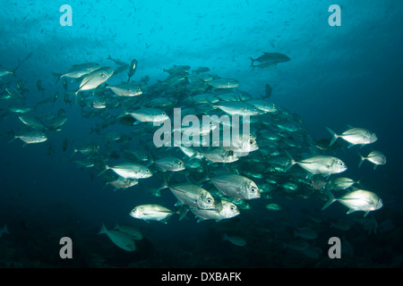 BigEye Trevally Schulbildung am Tauchplatz Blue Magic, Dampier-Straße, Raja Ampat, Indonesien Stockfoto