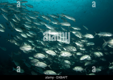 BigEye Trevally Schulbildung am Tauchplatz Blue Magic, Dampier-Straße, Raja Ampat, Indonesien Stockfoto