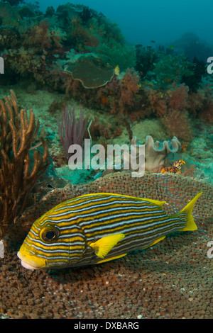 Multifunktionsleiste Süßlippen, Plectorhinchus Polytaenia, Mbpaimuk Reef Tauchplatz, Tanjung Insel, Raja Ampat, Indonesien Stockfoto