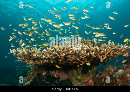 Anthias Fischschwärme über Korallenriff, Mbpaimuk Reef Tauchplatz, Tanjung Insel, Raja Ampat, Indonesien Stockfoto