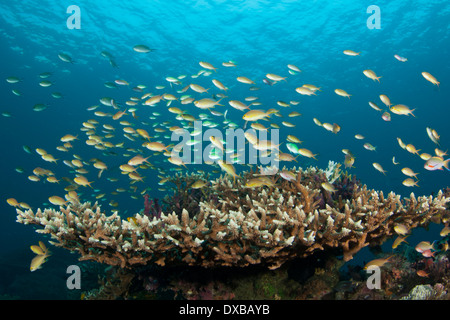 Anthias Fischschwärme über Korallenriff, Mbpaimuk Reef Tauchplatz, Tanjung Insel, Raja Ampat, Indonesien Stockfoto