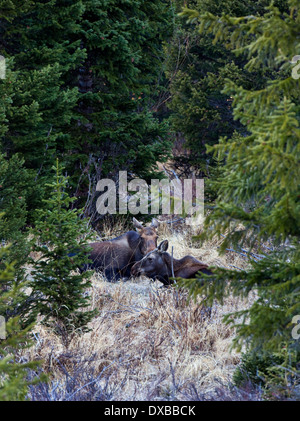 Elch Kuh mit Kalb Festlegung im Wald. Stockfoto