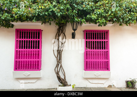 Rosa Fenster und weiße Wände in einem kolonialen Gebäude in der historischen Altstadt von Cartagena, Kolumbien Stockfoto