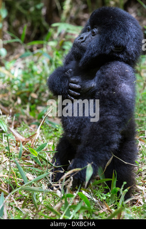 Berg Gorillas (Gorilla Gorilla Beringei) Kind mit ständigen Hand auf Herz, Parc National des Vulkane, Ruanda Stockfoto