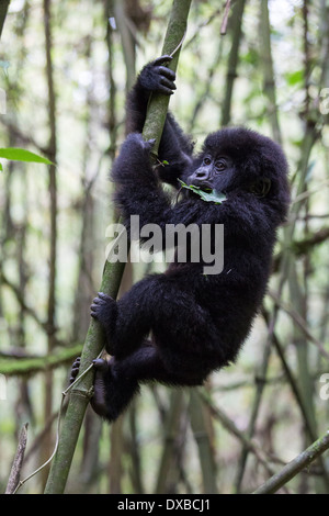 Berg Gorillas (Gorilla Gorilla Beringei) 18 Monate altes Kleinkind spielerisch Klettern Bambus Pole, Parc National Des Vulkane, Ruanda Stockfoto