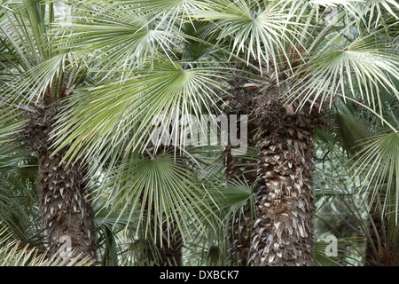 einige Palmen im park Stockfoto