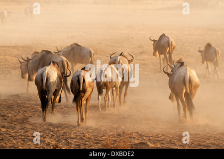 Gnus (Connochaetes Taurinus) zu Fuß auf staubigen Ebenen, Amboseli Nationalpark, Kenia Stockfoto