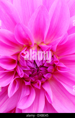 Dahlia Spec. Stockfoto