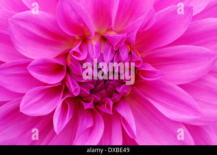 Dahlia Spec. Stockfoto