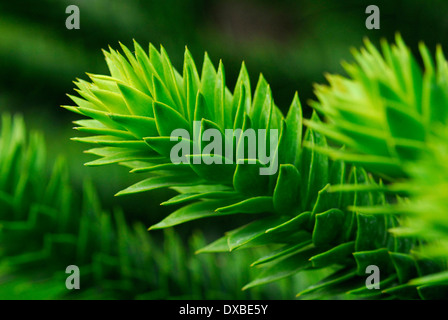 Araucaria araucana Stockfoto