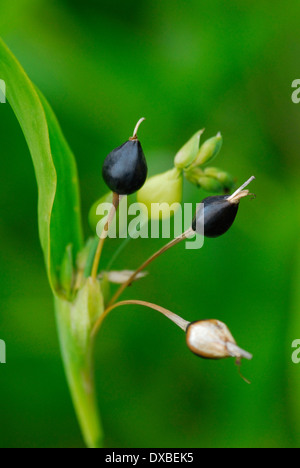 Coix Lacryma-jobi Stockfoto