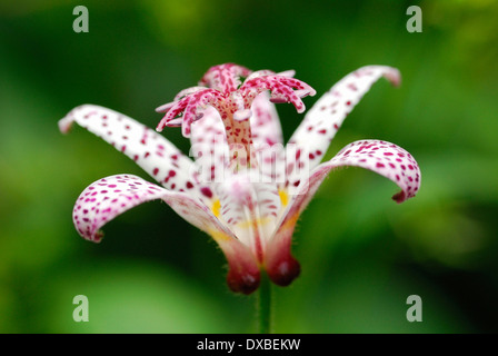 Tricyrtis Hirta x formosana Stockfoto