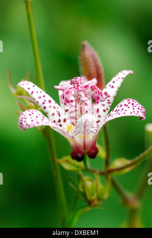 Tricyrtis Hirta x formosana Stockfoto