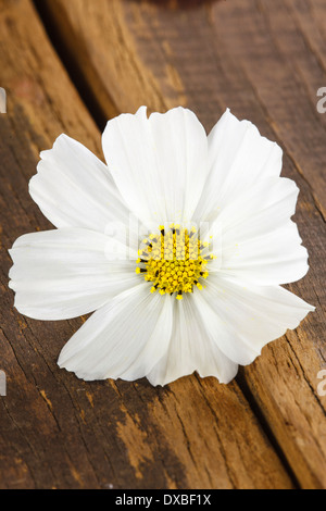 Eine weiße Blume Cosmos 'Psyche White' - einer bipinnatus Stockfoto