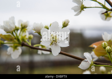 Blühende Birne Baum Blüte Stockfoto