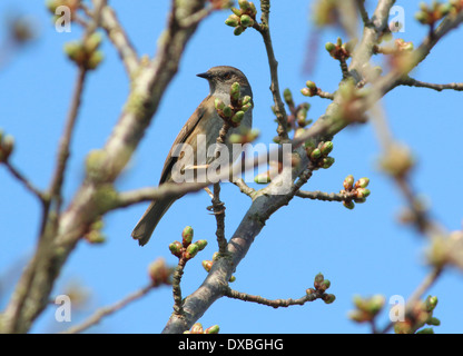 Heckenbraunelle (Prunella Modularis, aka Hedge beobachtet) posiert auf einem Ast Stockfoto