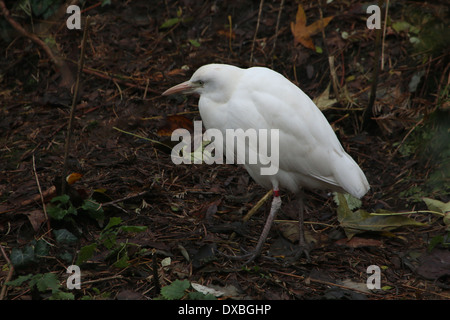 Nahaufnahme der Kuhreiher (Bubulcus Ibis) Stockfoto