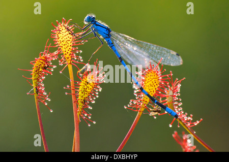 Azure Damselfly, gemeinsame Coenagrion Stockfoto