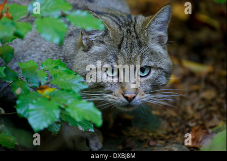 Gemeinsamen Wildkatze, Europäische Wildkatze Stockfoto