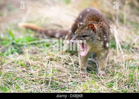 Spot-tailed Quoll (Dasyurus Hallucatus). Die Art ist auch bekannt als Tiger Quoll, Tigerkatze oder gesichtet-tailed Quoll. Stockfoto