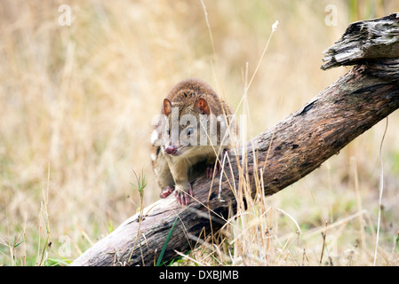 Spot-tailed Quoll (Dasyurus Hallucatus). Die Art ist auch bekannt als Tiger Quoll, Tigerkatze oder gesichtet-tailed Quoll. Stockfoto