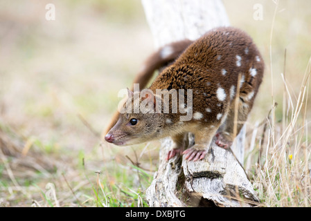 Spot-tailed Quoll (Dasyurus Hallucatus). Die Art ist auch bekannt als Tiger Quoll, Tigerkatze oder gesichtet-tailed Quoll. Stockfoto