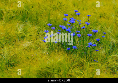 Kornblume im Gerstenfeld Stockfoto