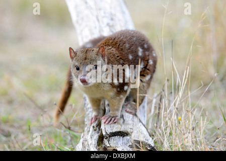 Spot-tail-Quoll (Dasyurus hallucatus). Die Art ist auch als Tiger Quoll, Tigerkatze oder Fleckenschwanzquoll bekannt. Das ist ein Gefangener. Stockfoto