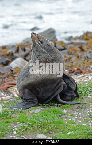 New Zealand Seebär (Arctocephalus Forsteri), Männlich, kratzen. Stockfoto