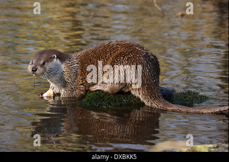 Europäische Otter, Fischotter Stockfoto