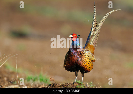 Spiel Fasan Stockfoto